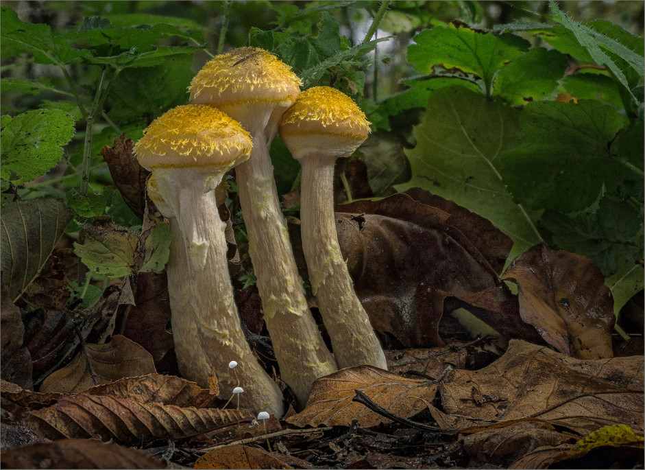 honiggelber hallimasch